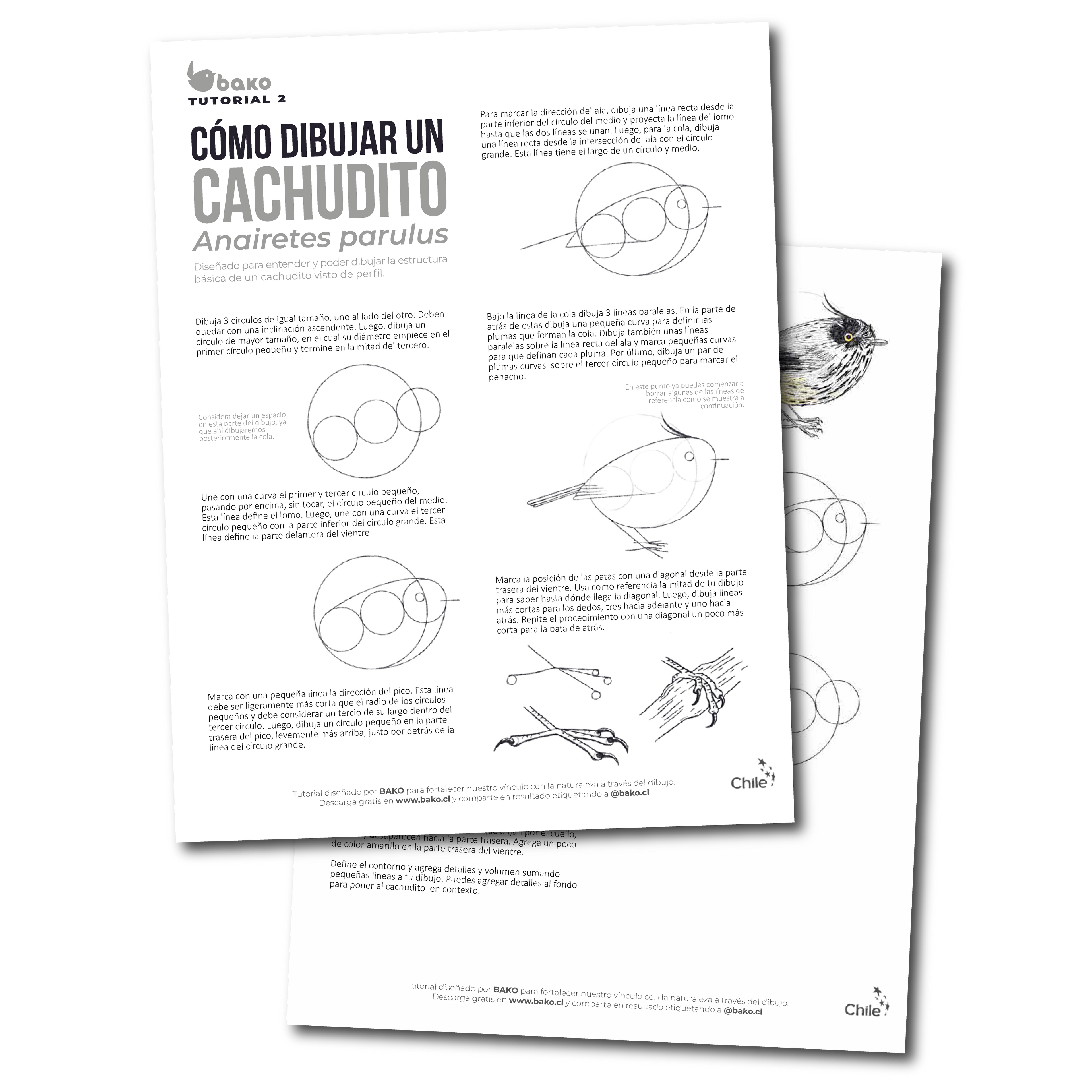 Tutorial Dibujo 2: Cachudito