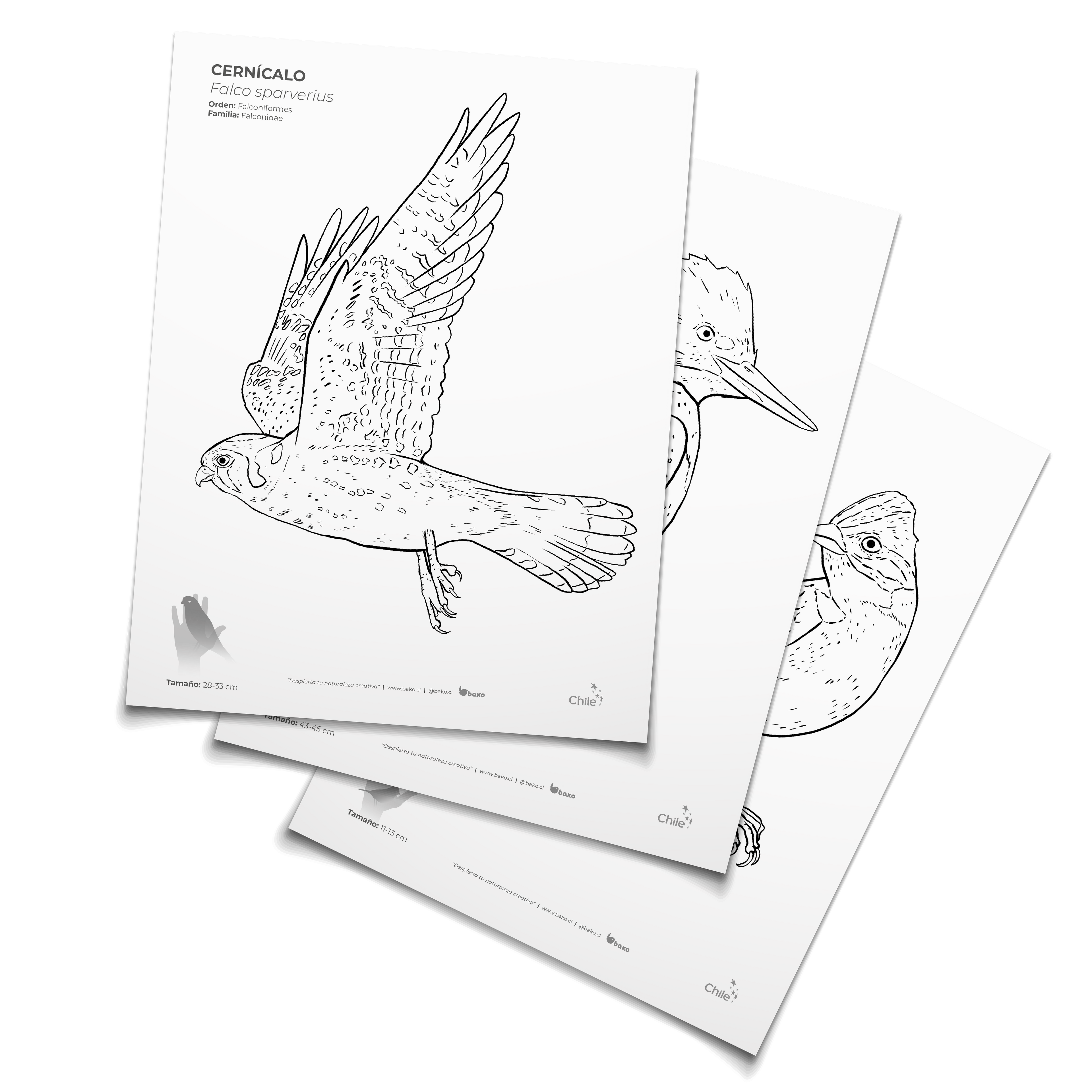 Coloreable Aves de Chile