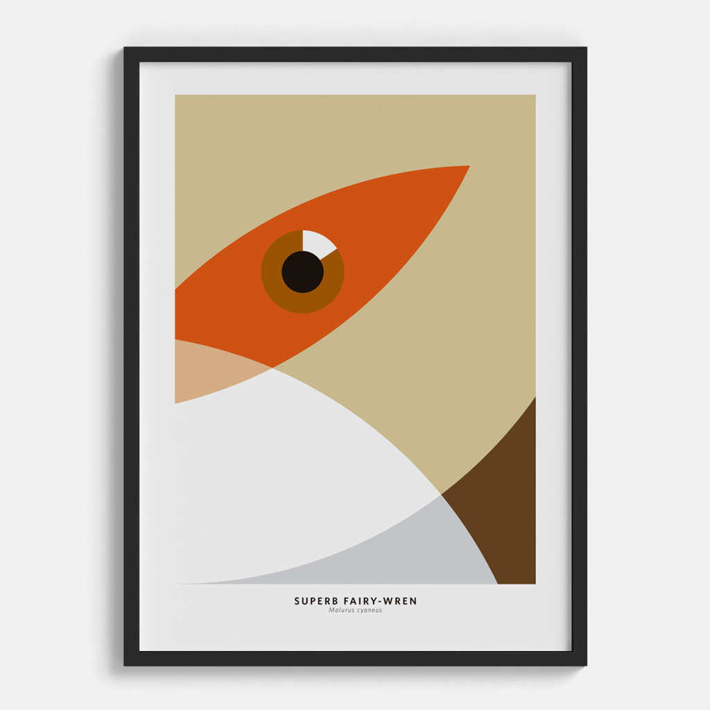 Superb Fairy-Wren Hembra
