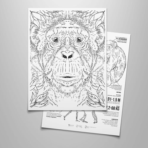 Coloreable Chimpancé