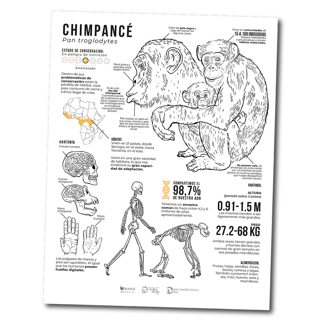 Coloreable Chimpancé