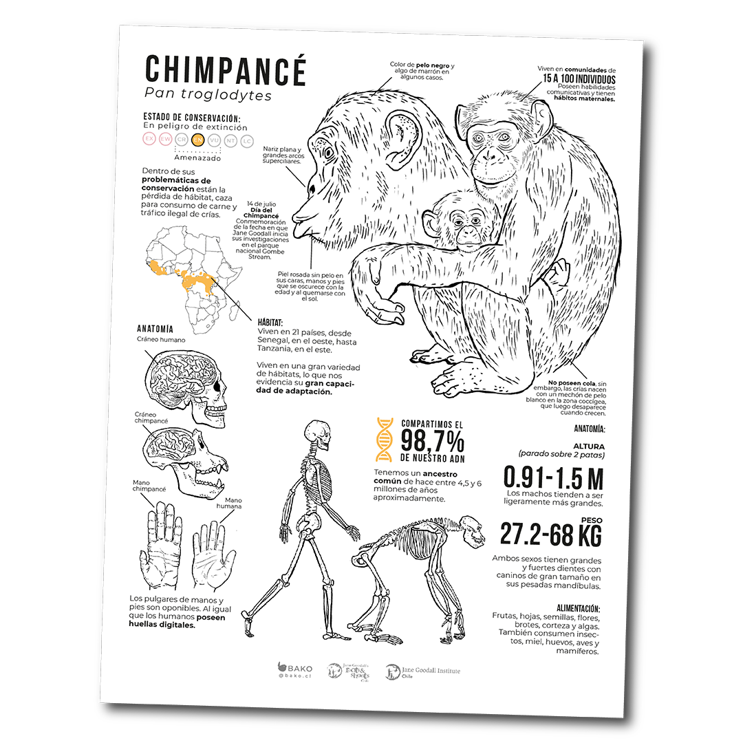 Coloreable Chimpancé