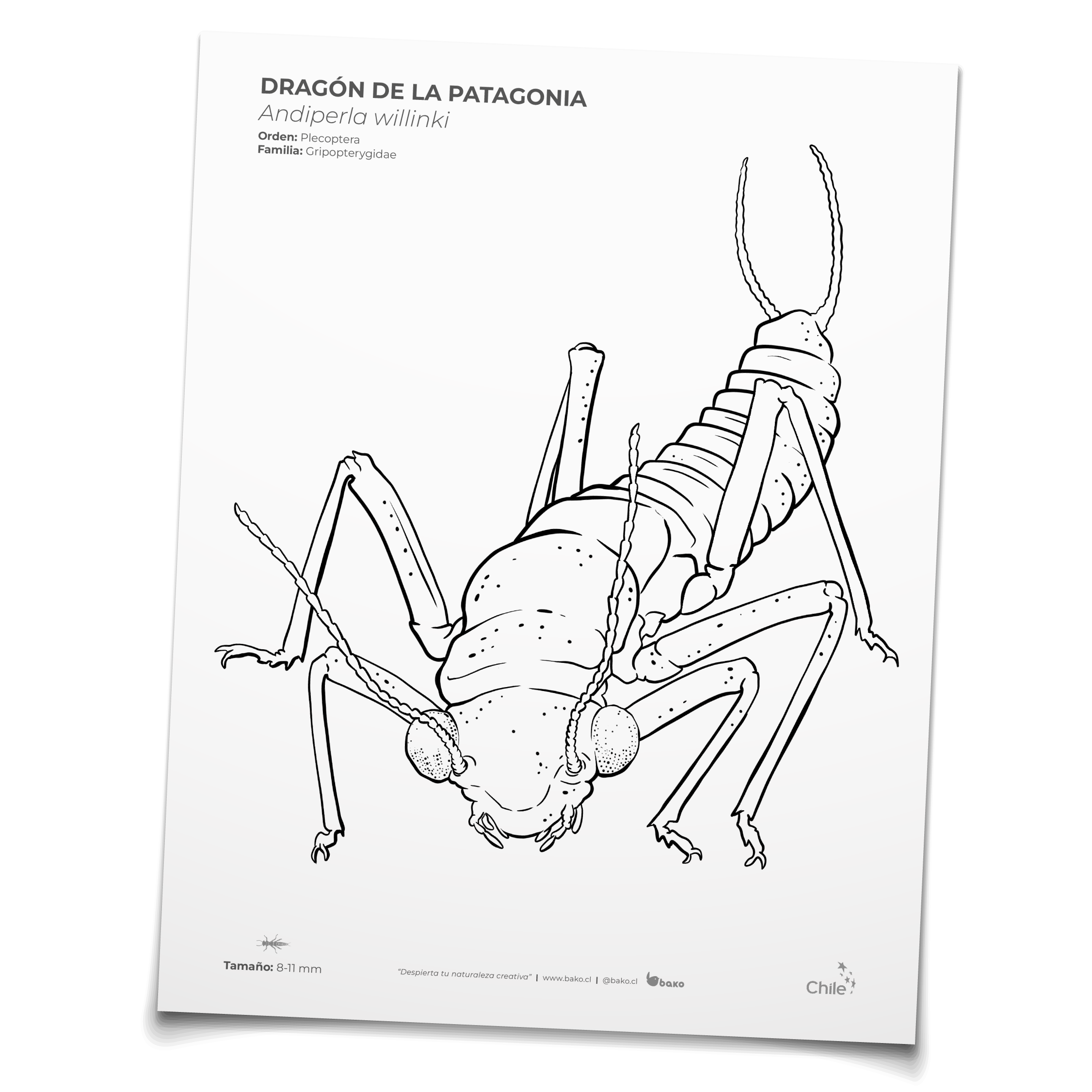 Coloreable dragón de la patagonia