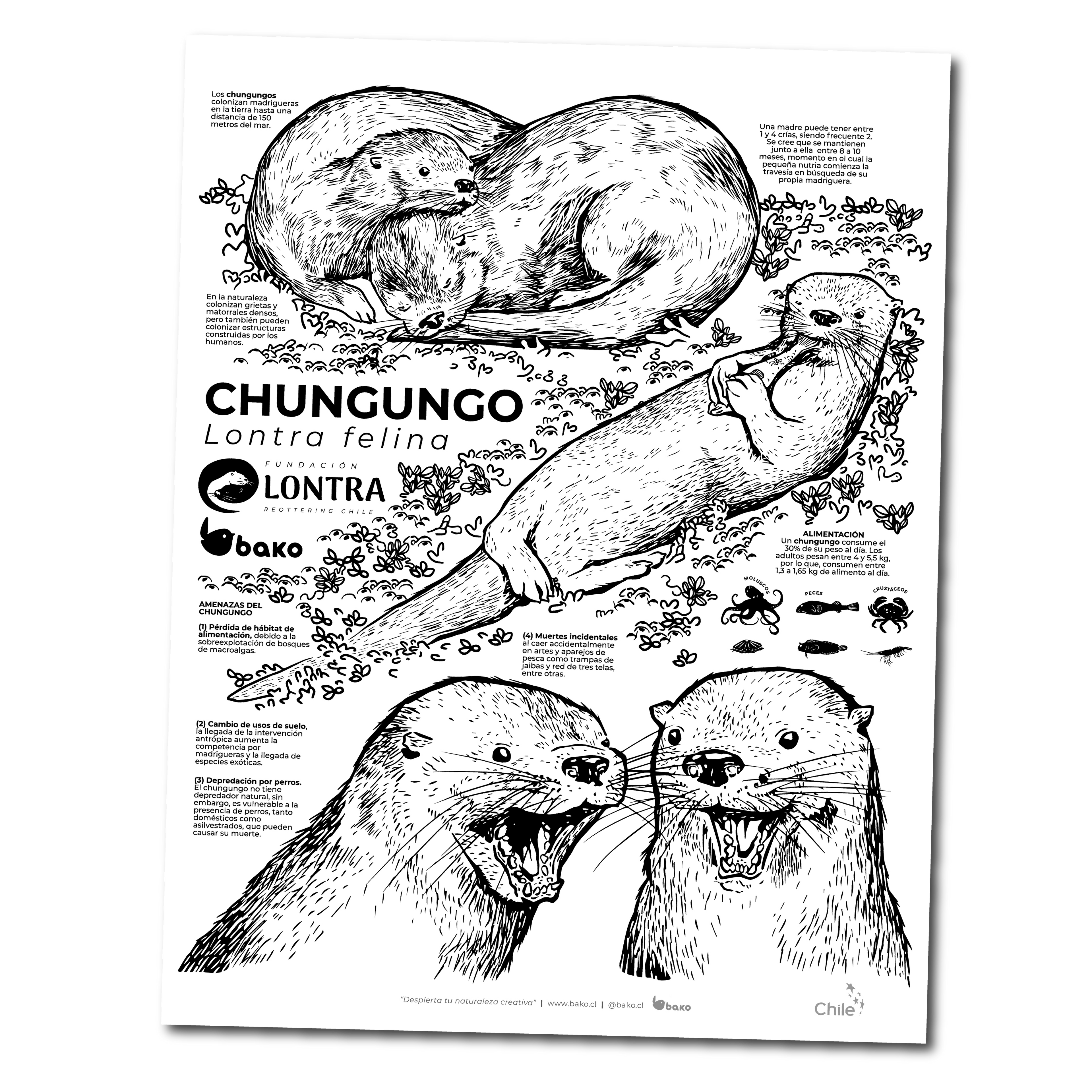 Coloreable Chungungo