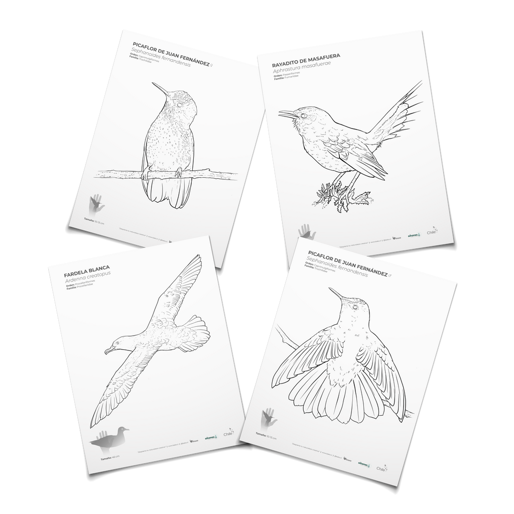 Coloreable aves de Juan Fernández
