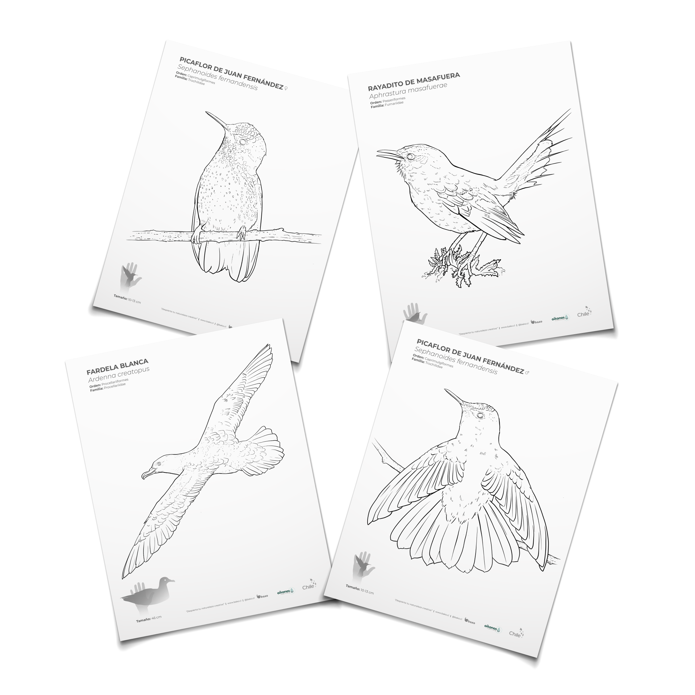 Coloreable aves de Juan Fernández