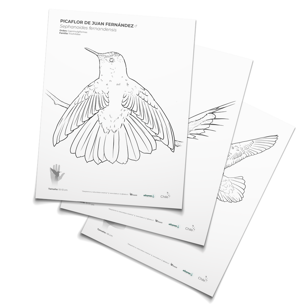 Coloreable aves de Juan Fernández
