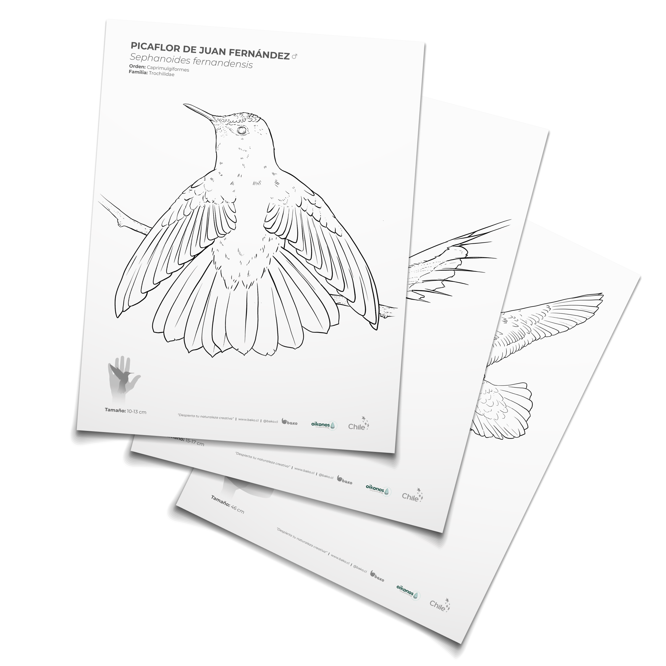 Coloreable aves de Juan Fernández
