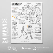 Coloreable Chimpancé