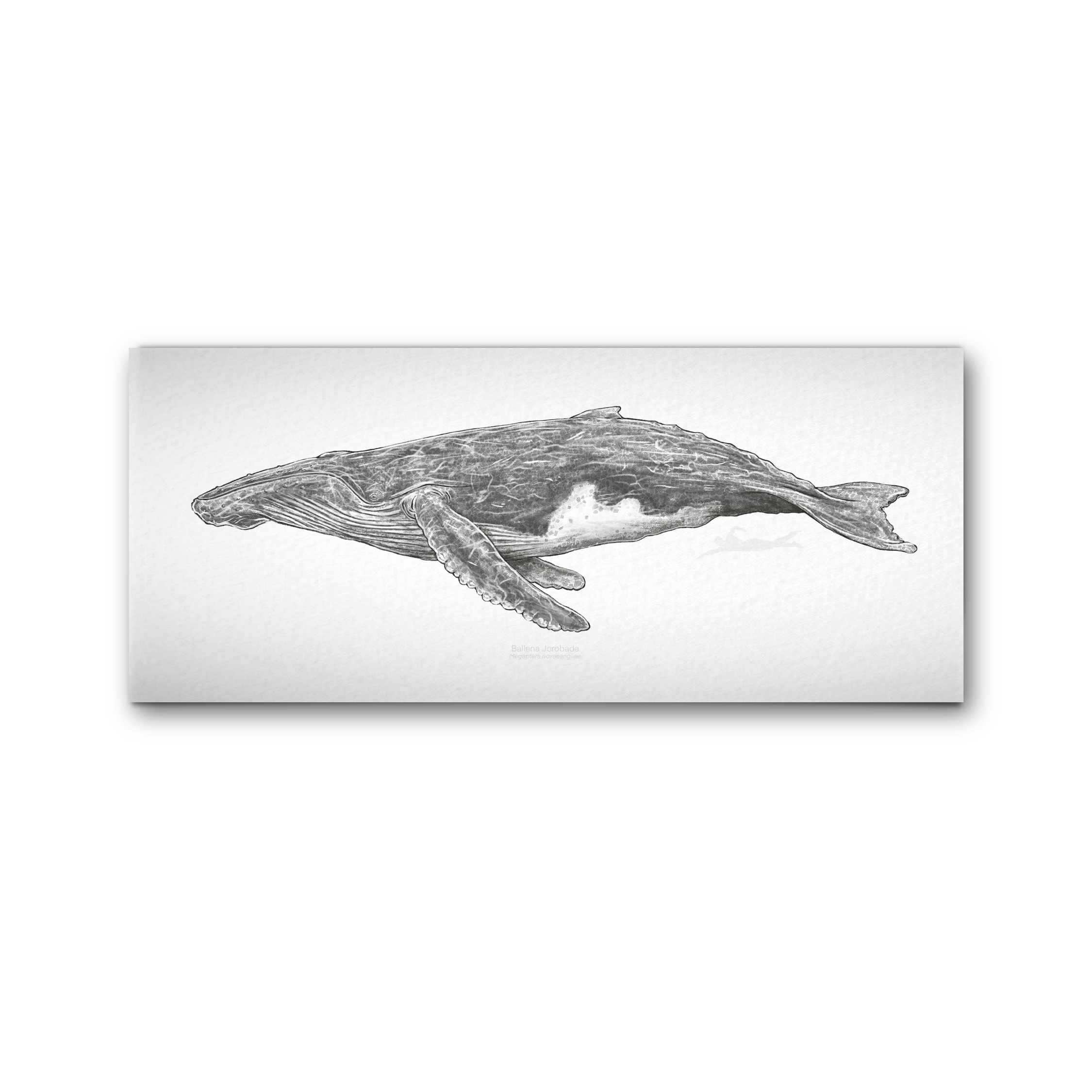 Ballena Jorobada