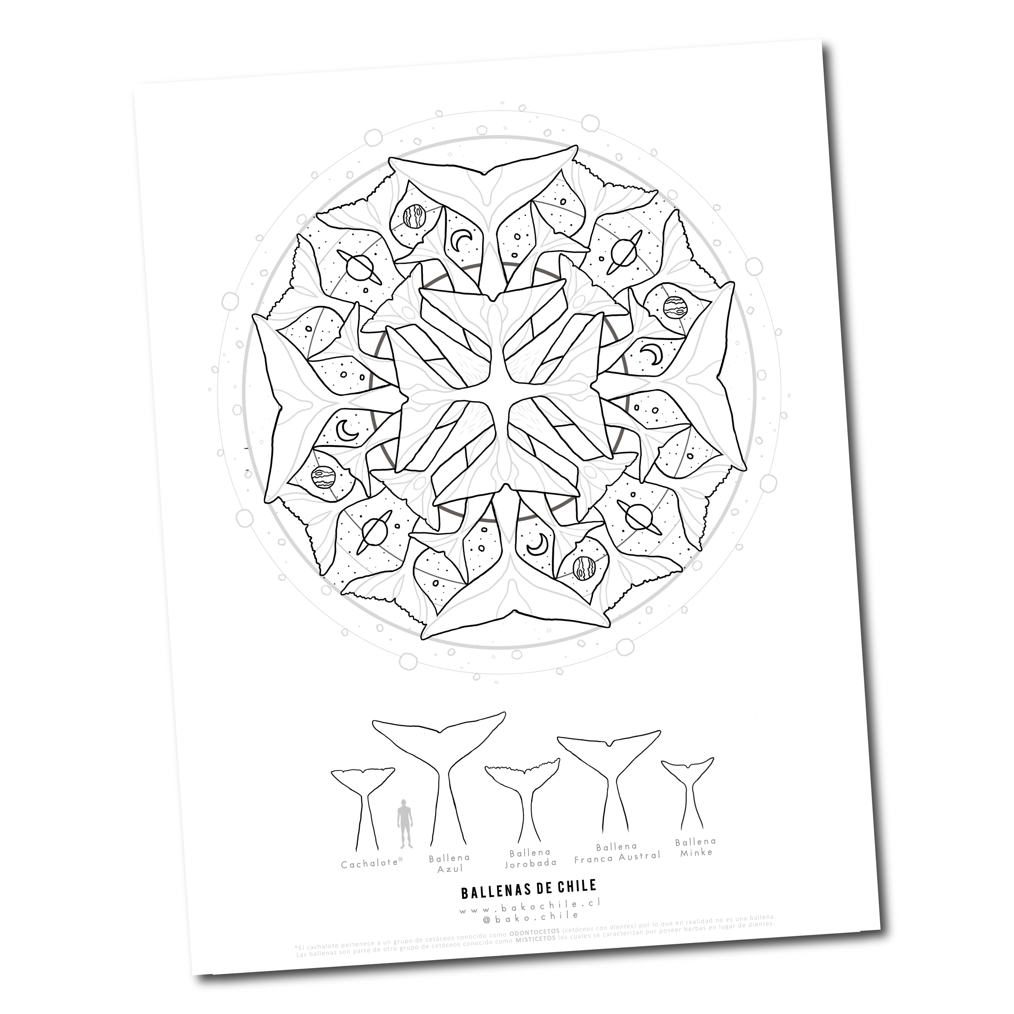 Mandala Ballenas de Chile
