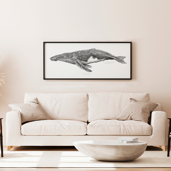 Ballena Jorobada