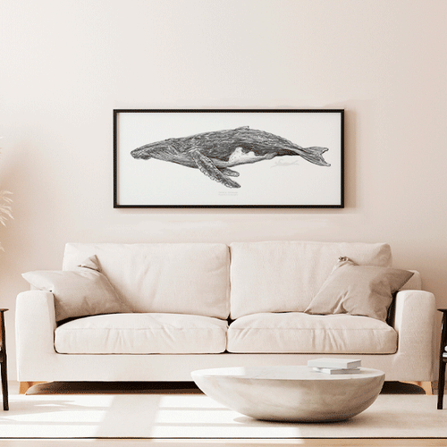 Ballena Jorobada