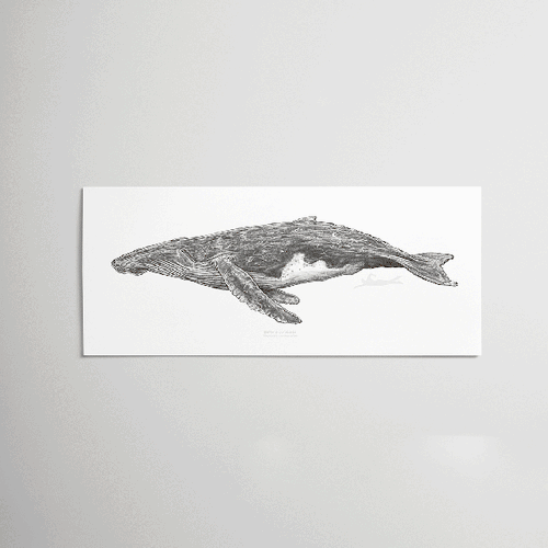 Ballena Jorobada (FORMATOS CHICOS)