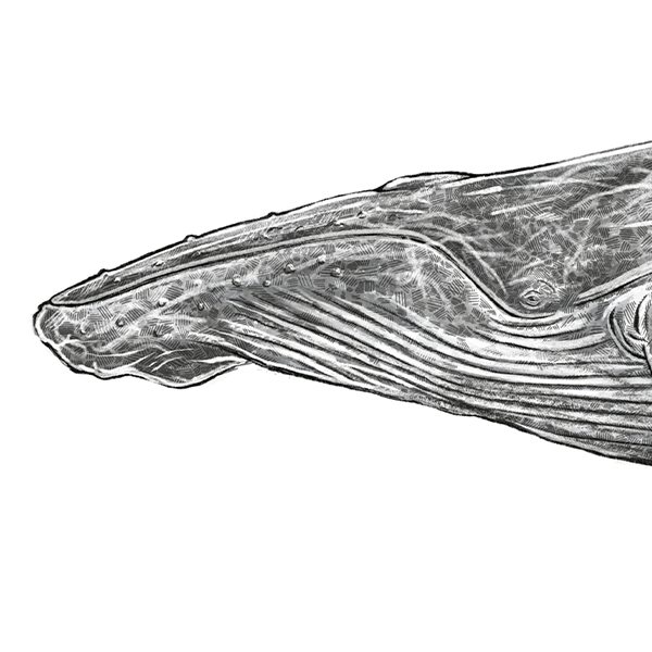 Ballena Jorobada