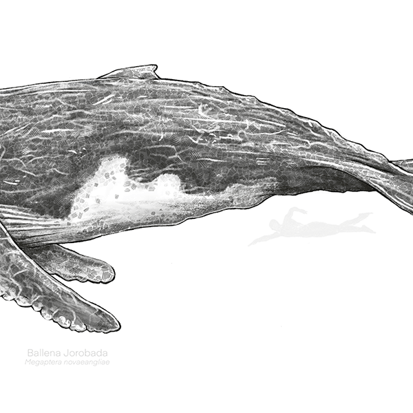 Ballena Jorobada