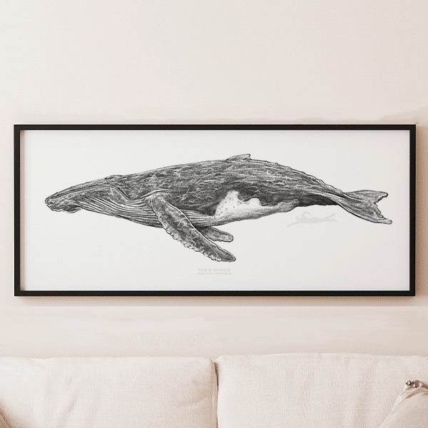 Ballena Jorobada