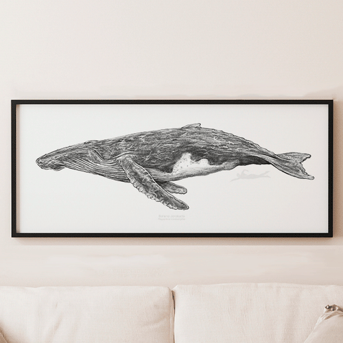 Ballena Jorobada