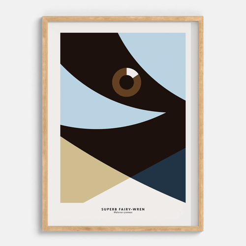 Superb Fairy-Wren Macho
